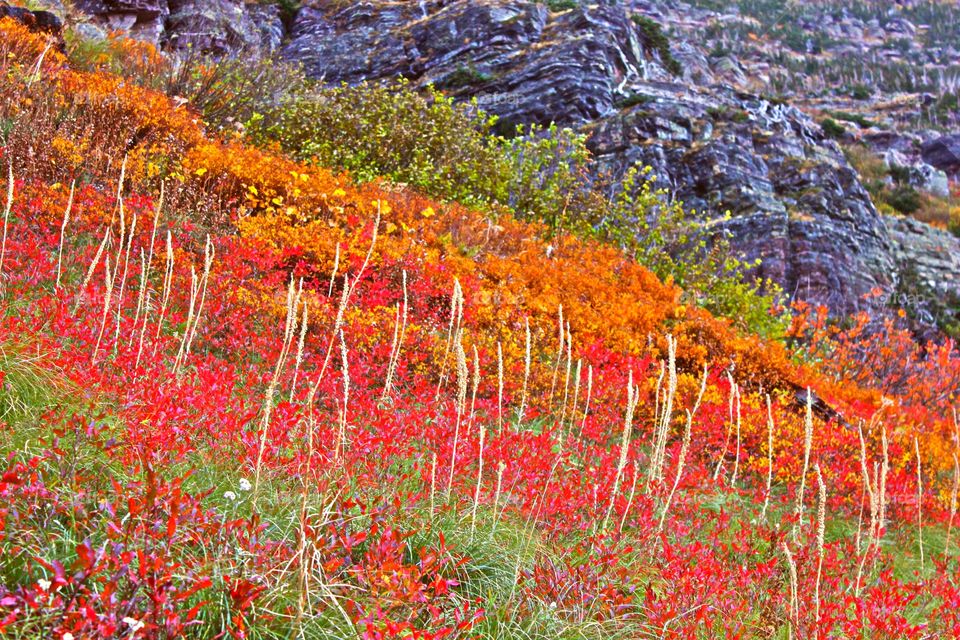 Autumn colors in the nature 