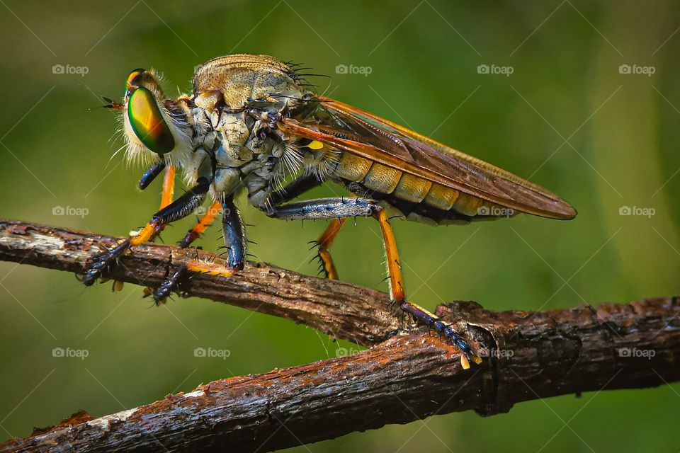 Robberfly