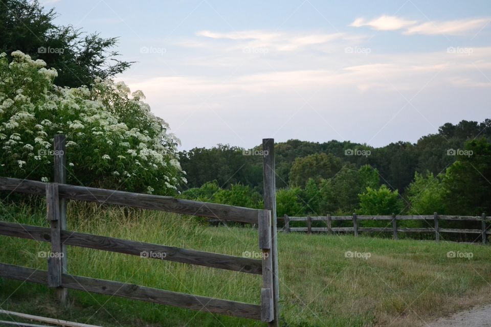 Photo of fence with white flowers in the background - soft light colors and sky with green grass