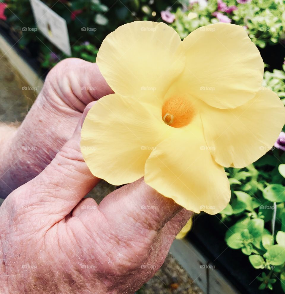 Garden hands with a beautiful yellow petal