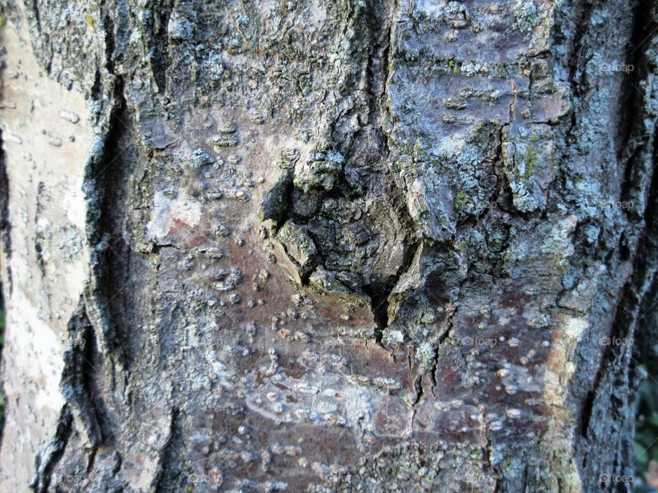 knot in bark