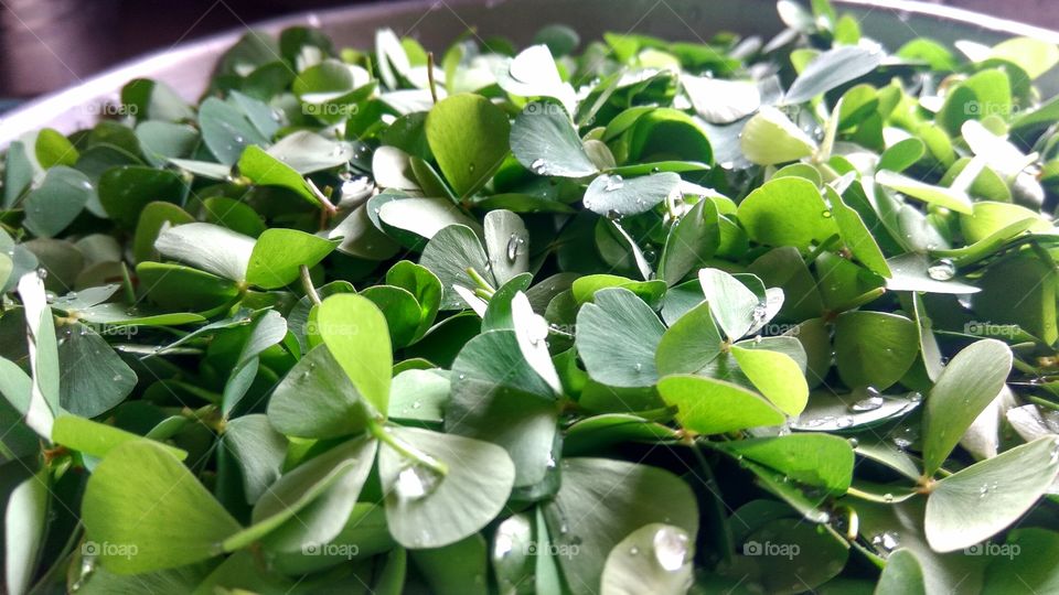 Dew drops on green leaves