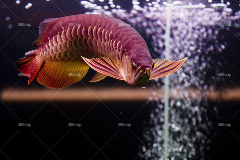 foap com arowana fish