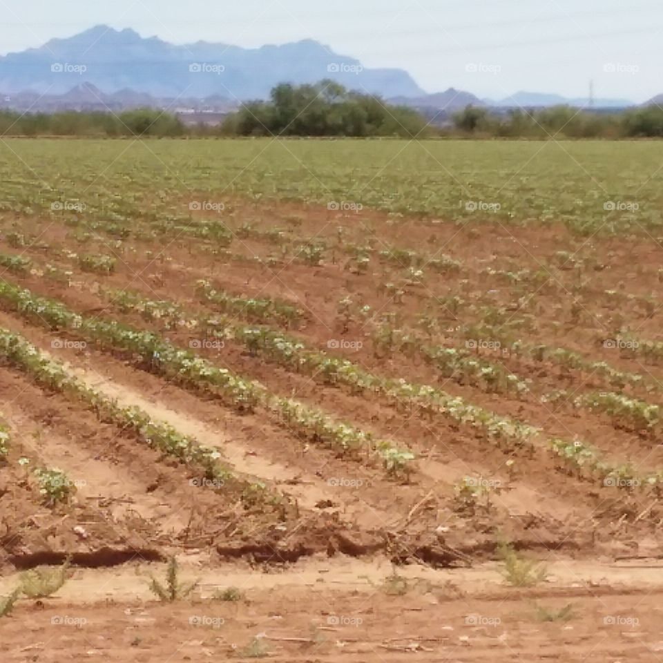 cotton fields Eastern Arizona