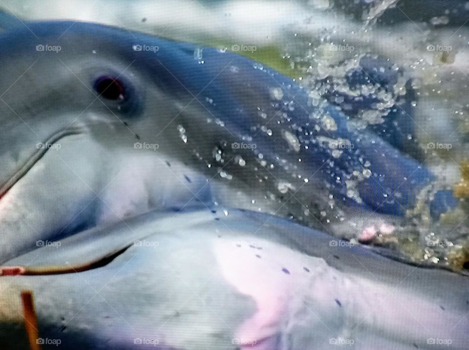 dolphin