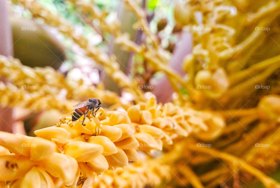 coconut flowers with honey bee