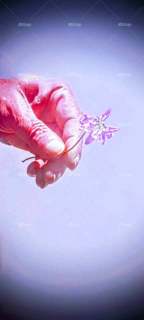 Purple Flower in Hand