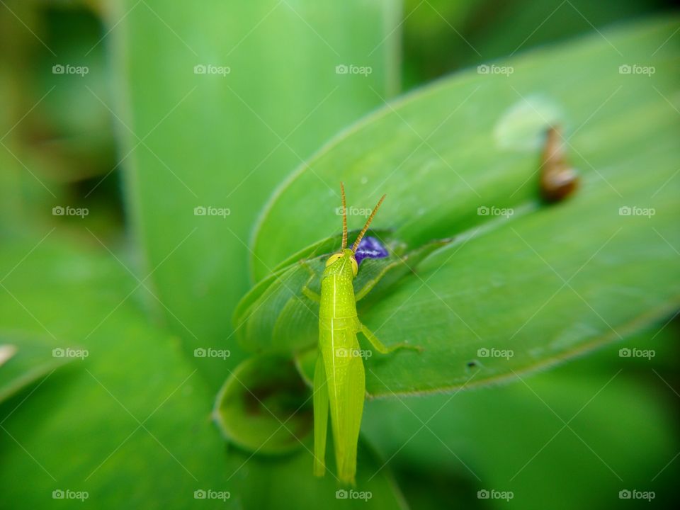 COOL GREEN GRASSHOPPER