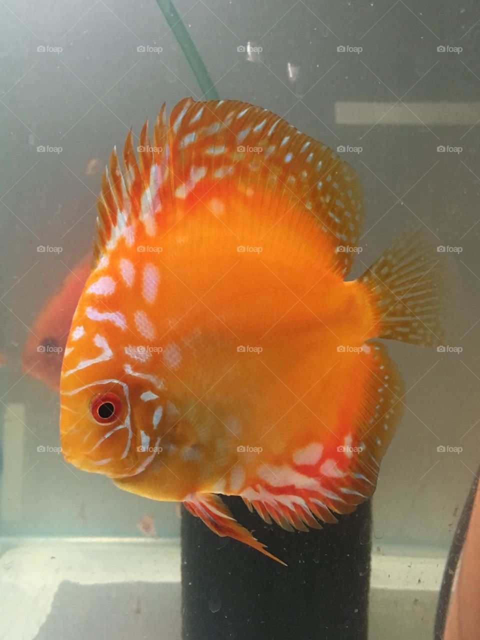 Discus
