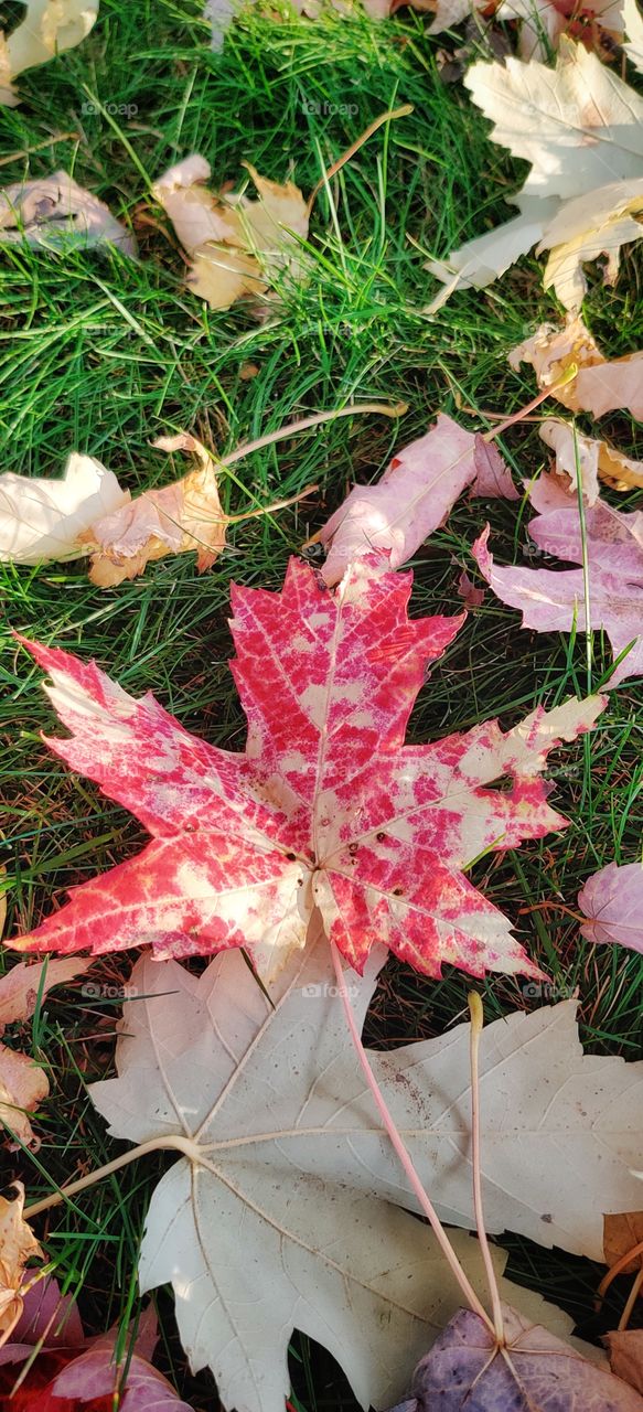 Various colors of autumn.
