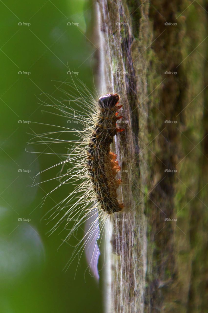 Eichen-Prozessionsspinner 