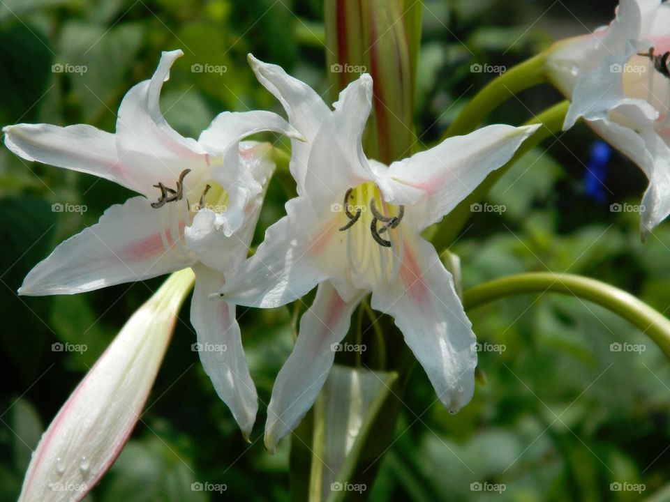 Trumpet lilies 