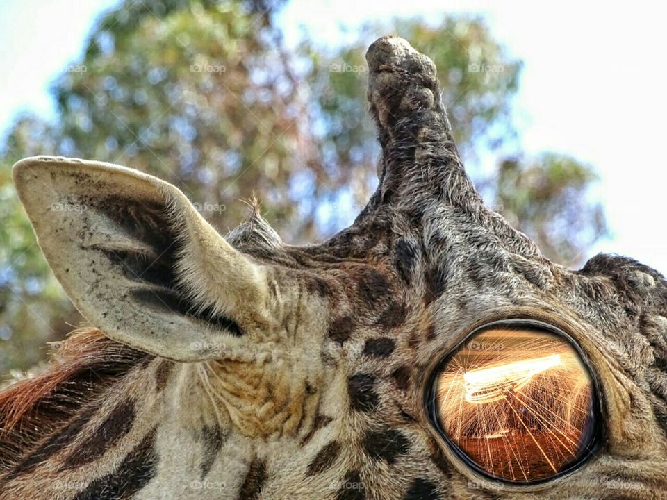 artistic giraffe eye