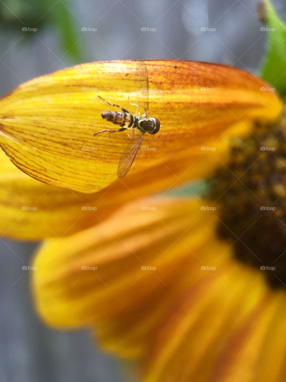 Bee in search of pollen