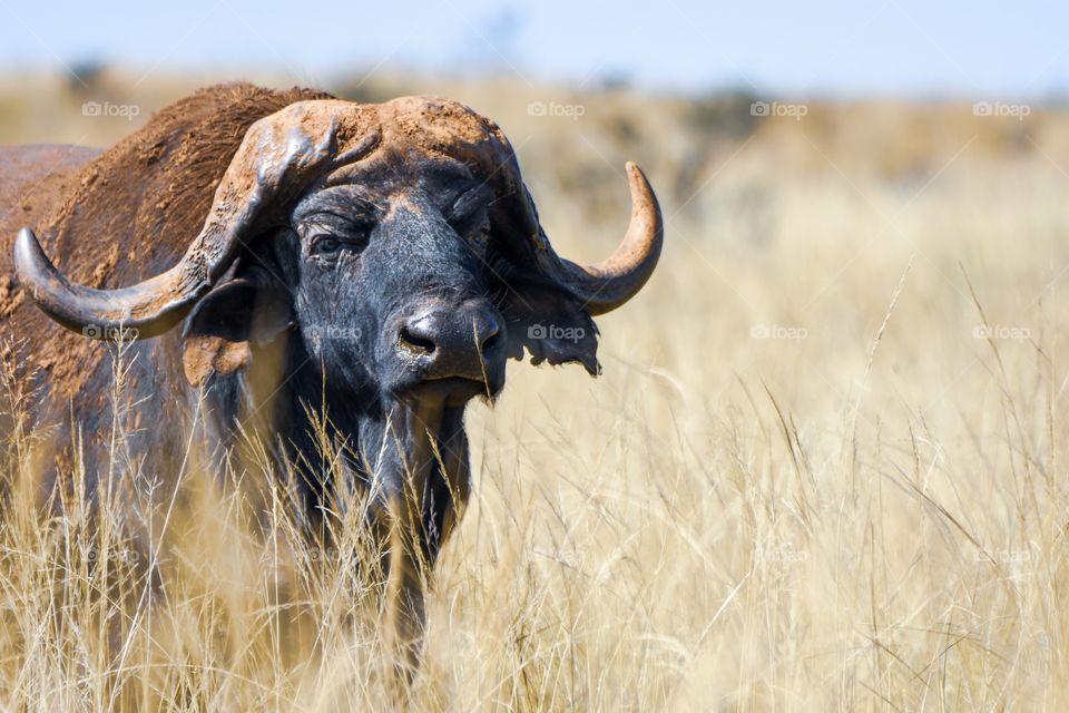 Cape Buffalo with an artistic filter in long brown grass standing, looking at the camera with his black face