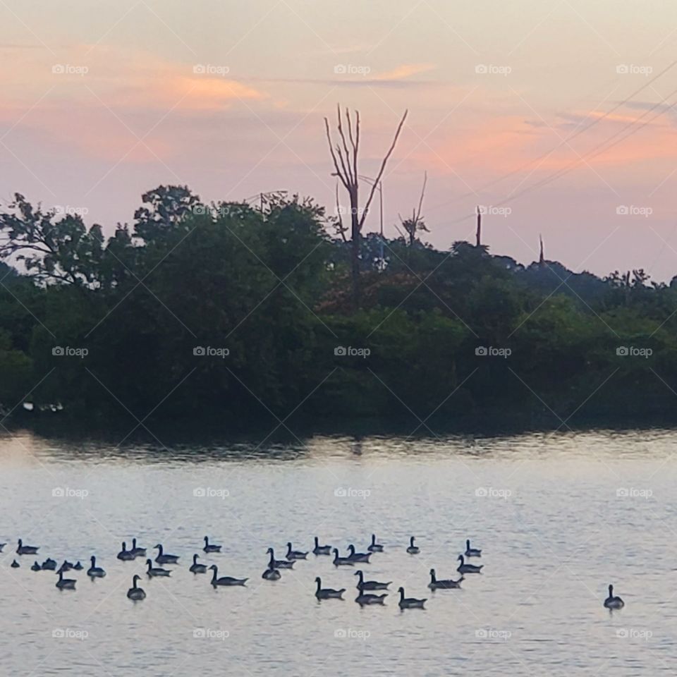 Ducks basking in the summertime sunset