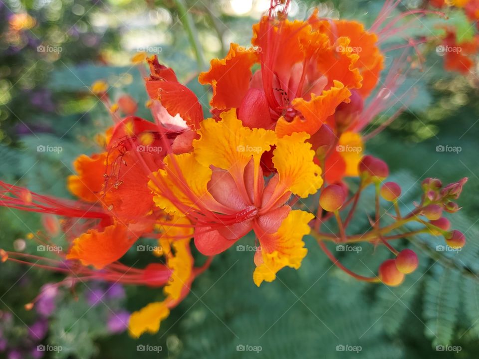 pride of Barbados