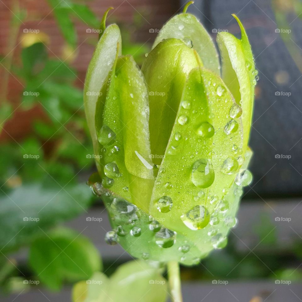 Raindrops on Passiflora