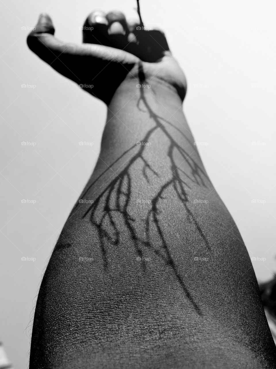 Veins