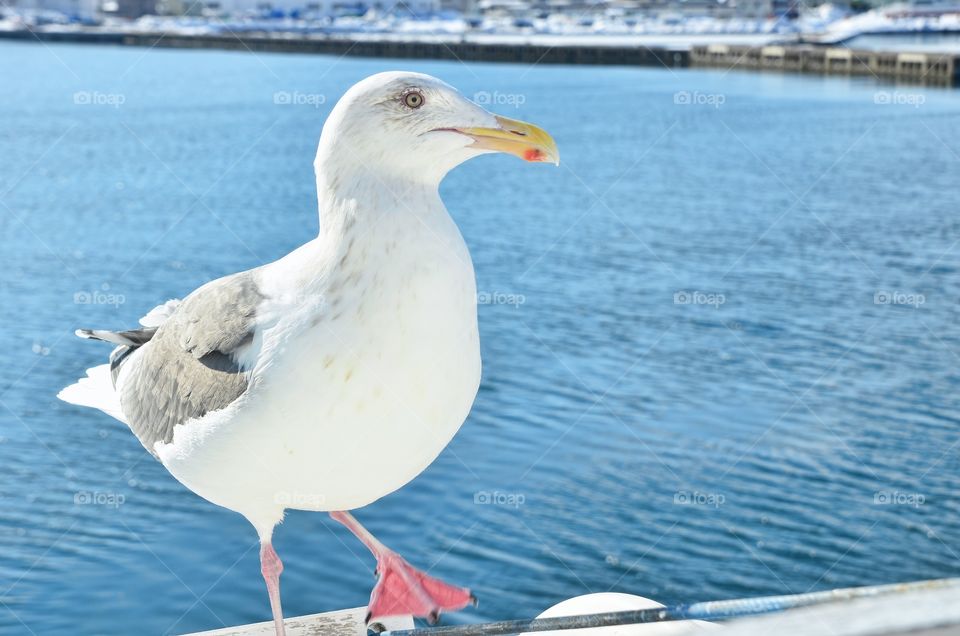 Seagull is Waiting to be Fed Up