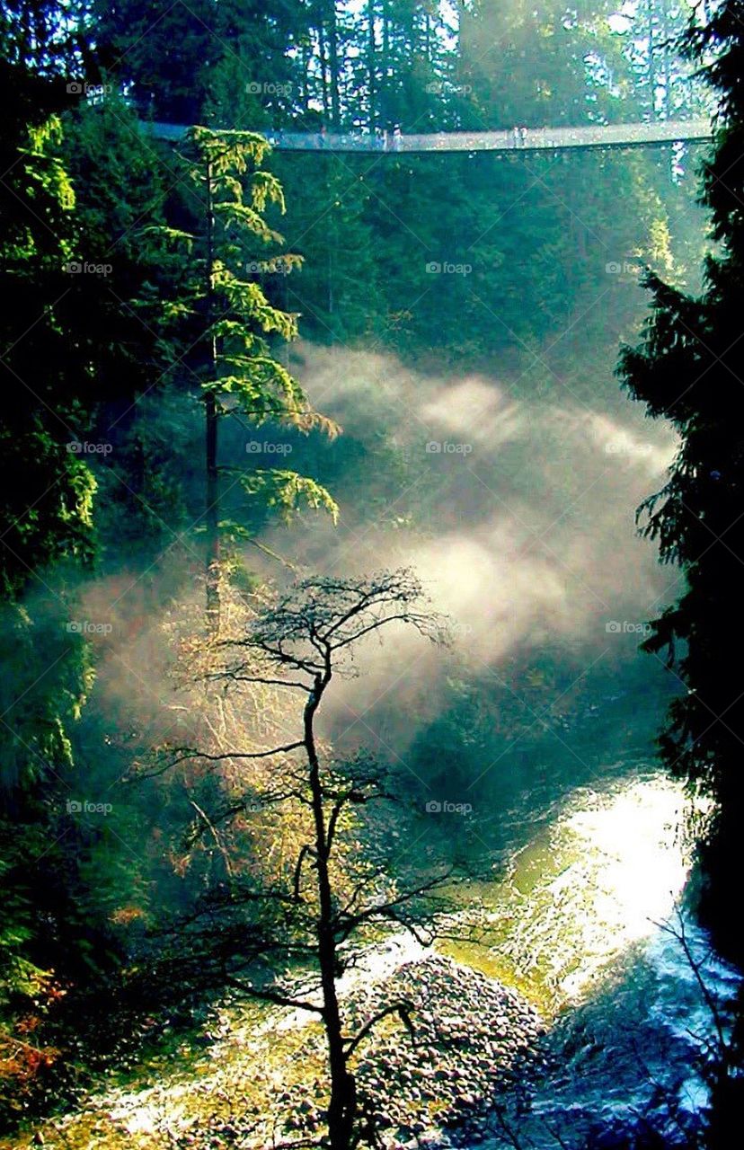 Capilano Suspension Bridge