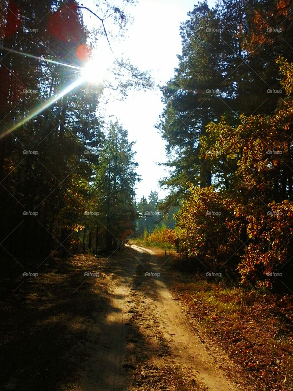 Sun rays through the trees of the forest