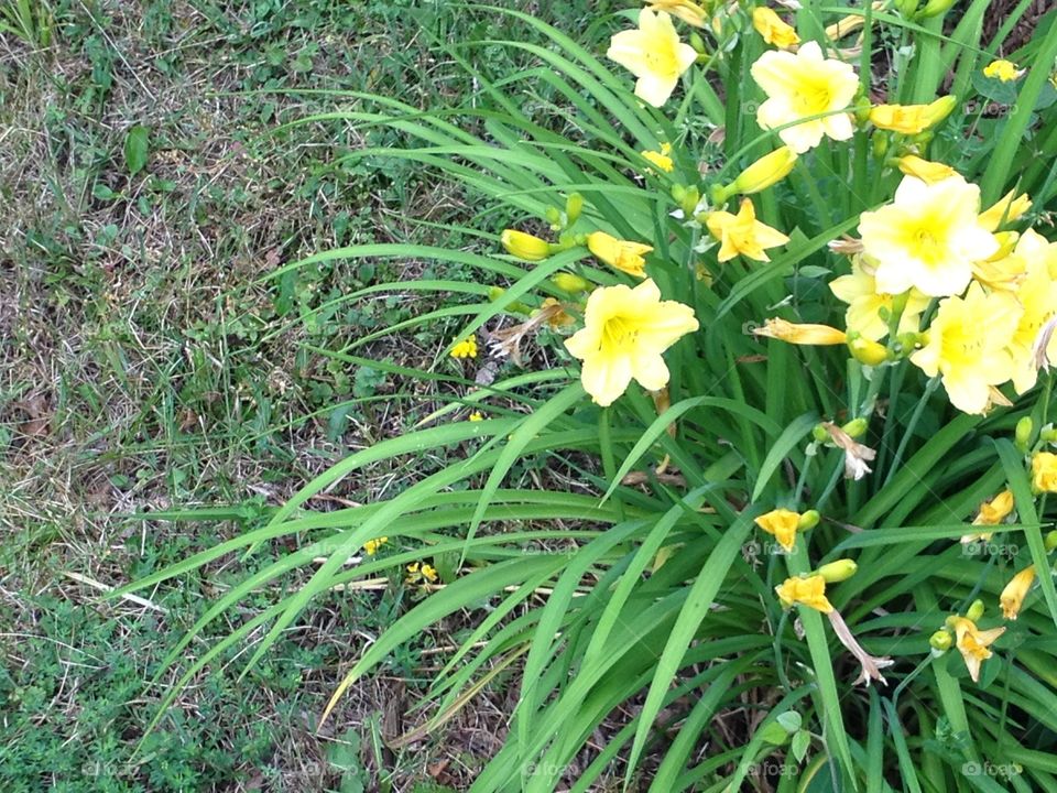 Flowers