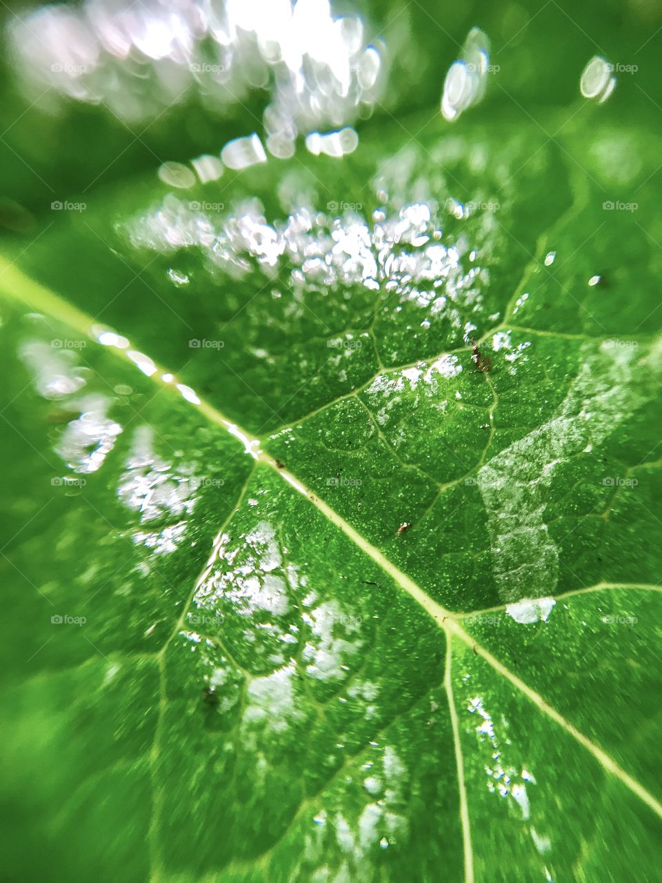 Green leaf Texture