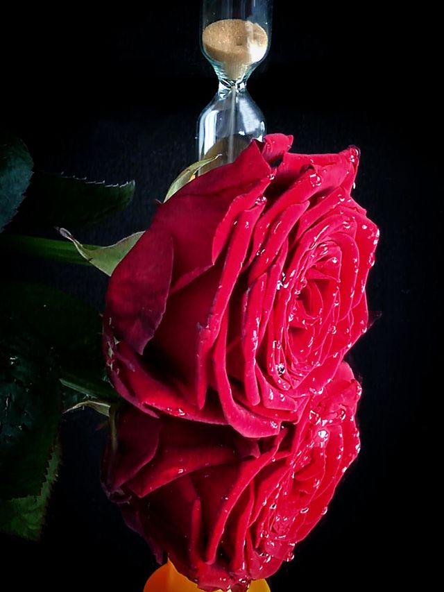 On a mirror surface lies a red rose flower with drops of water.  In the background is an hourglass.  The sand is rapidly pouring down, counting the minutes.  A red rose is reflected in the mirror surface. Black background.