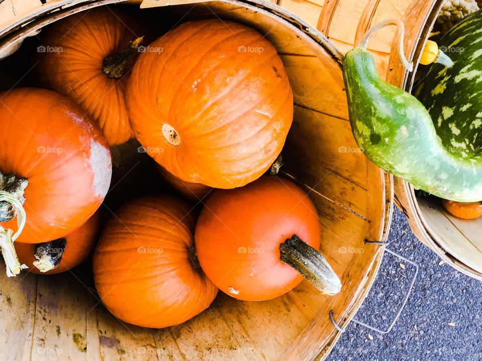 Pumpkin harvest 