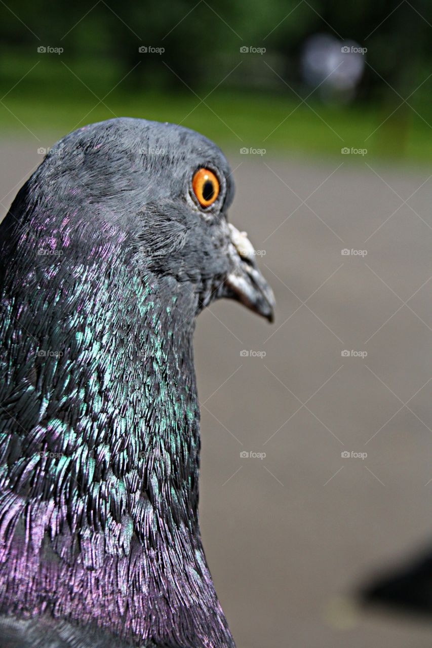 Pigeon