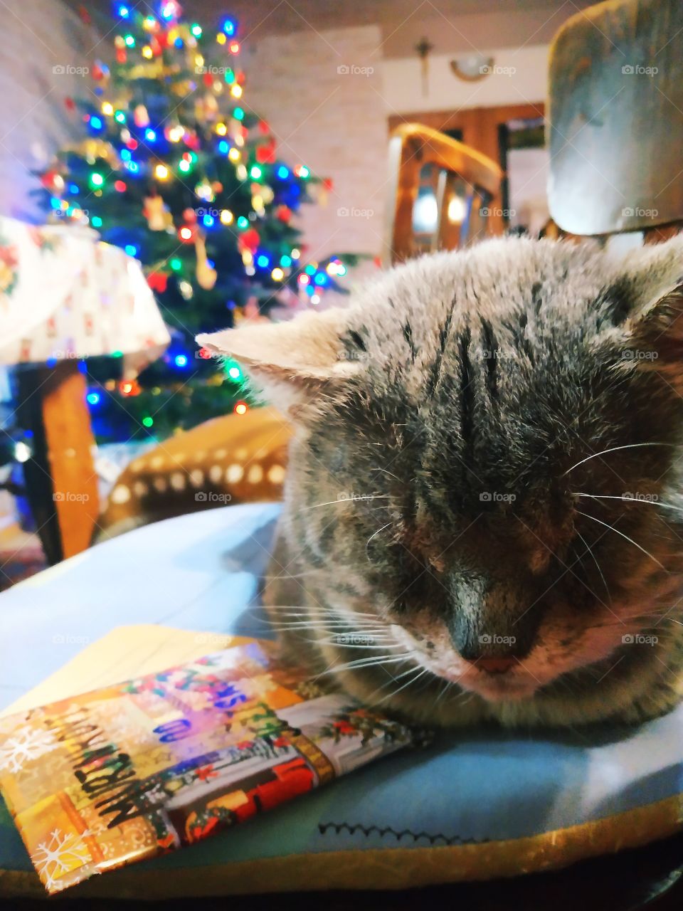 celebrating with cat