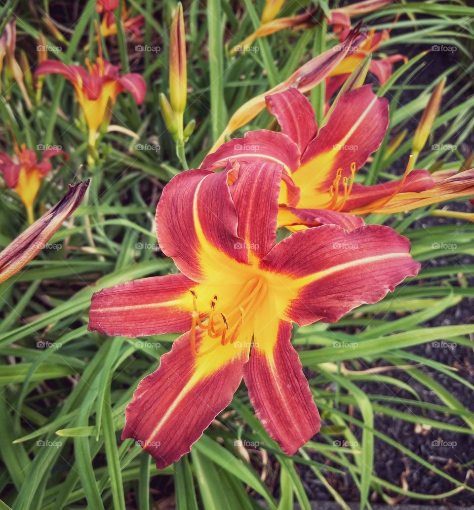 Day Lilies 1