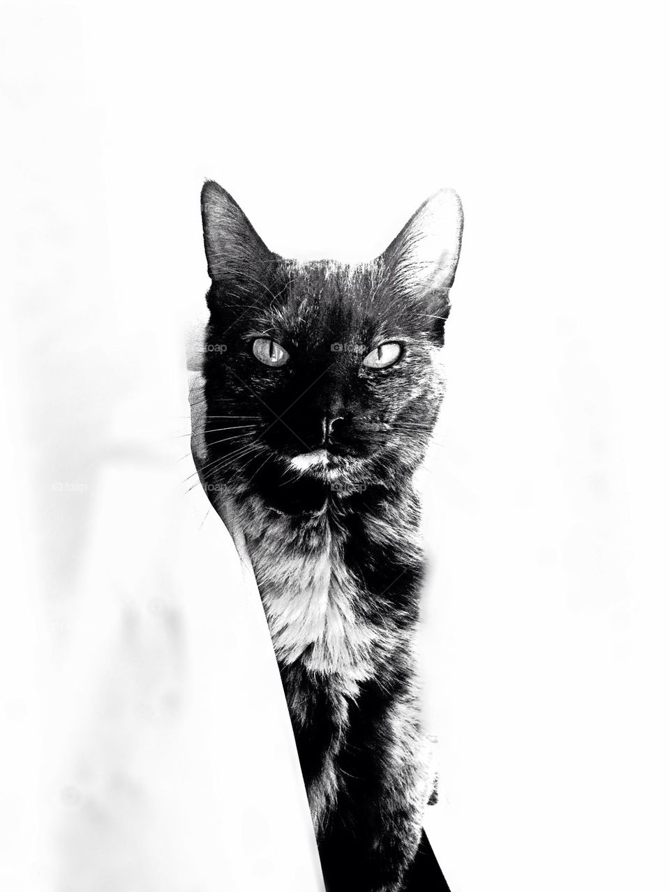 High Contrast Cat