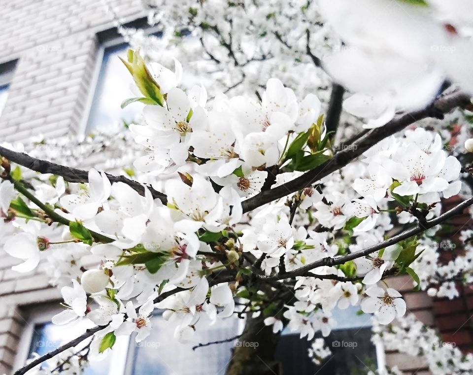 White blooming of cherry tree in the gsrden.