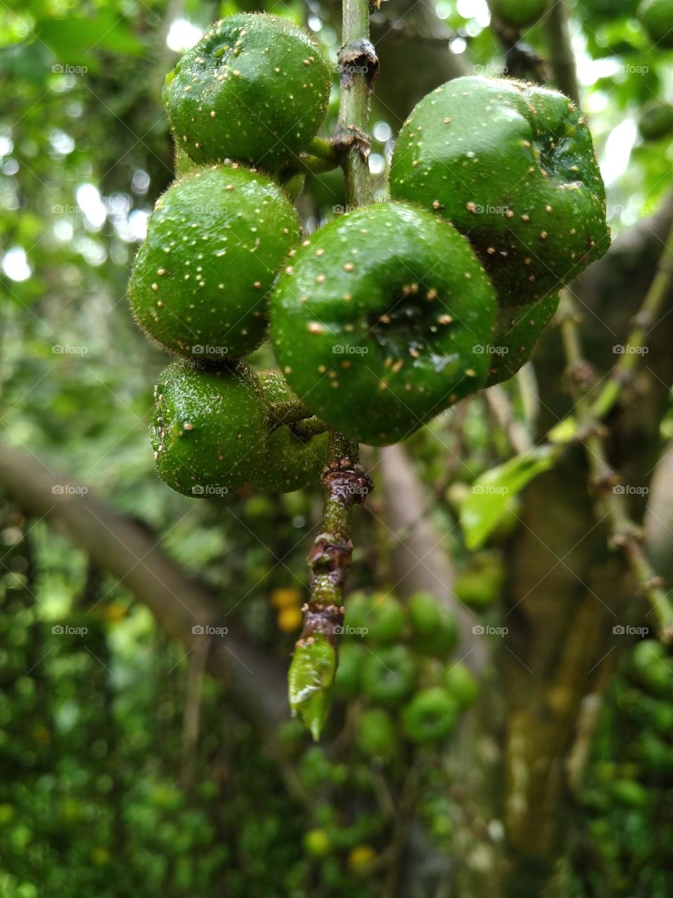 A beautiful green fruits that I found in a forest tree.  photo taken close up.