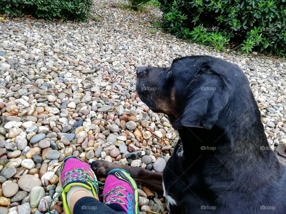 Spring walk with your dog