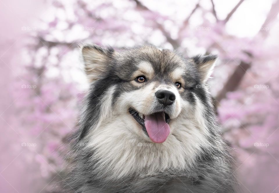 Portrait of a young Finnish Lapphund dog outdoors 