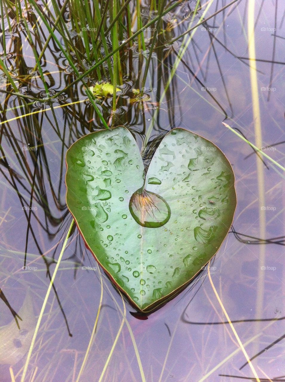 Heart shaped lily pad