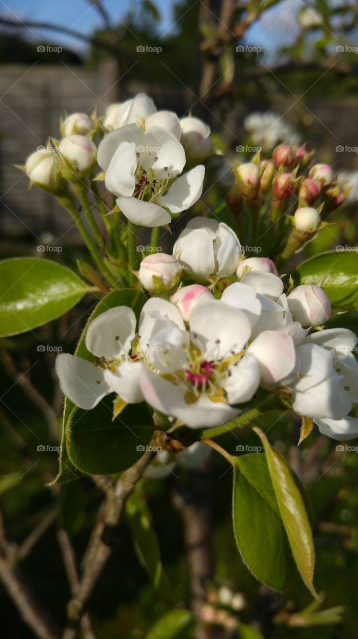 Beautiful flowers blooming in garden