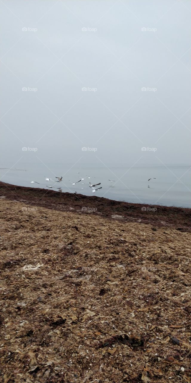 seagulls everywhere 2