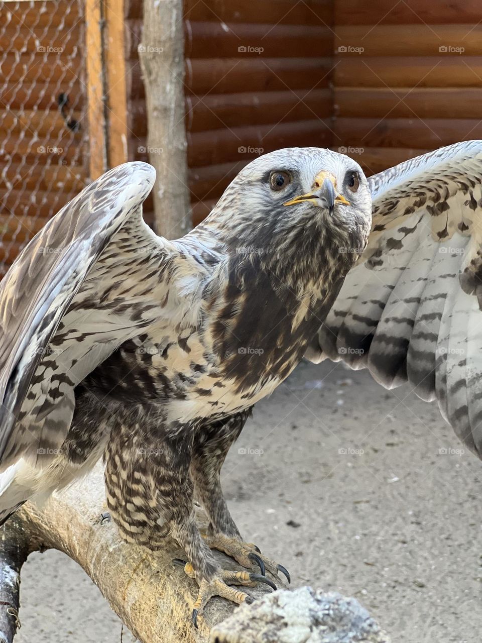 Regal Soar: Magnificent Eagle in Captivity
