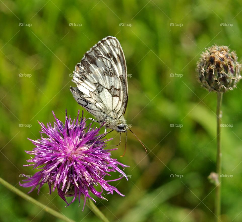 Close-up of butterfly on flower