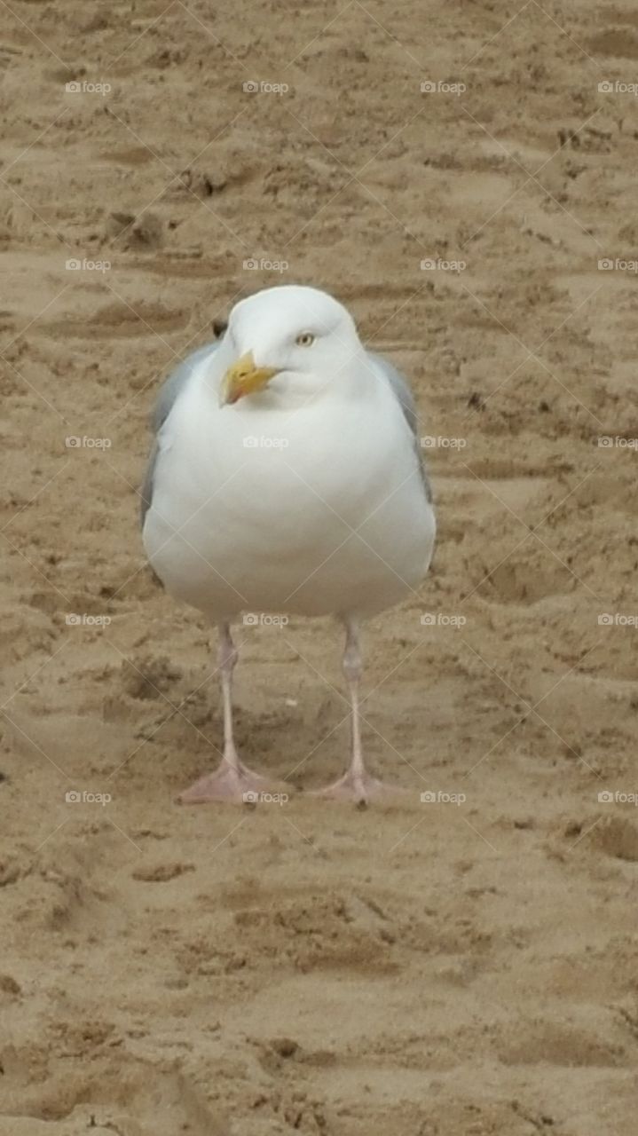 Seagull UK seaside
