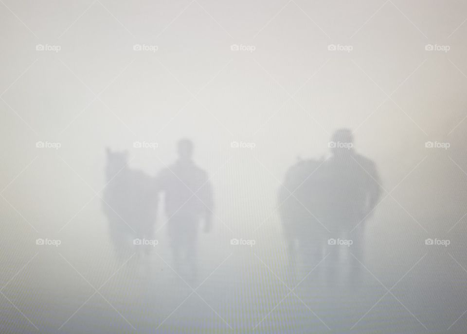 horses walking in fog