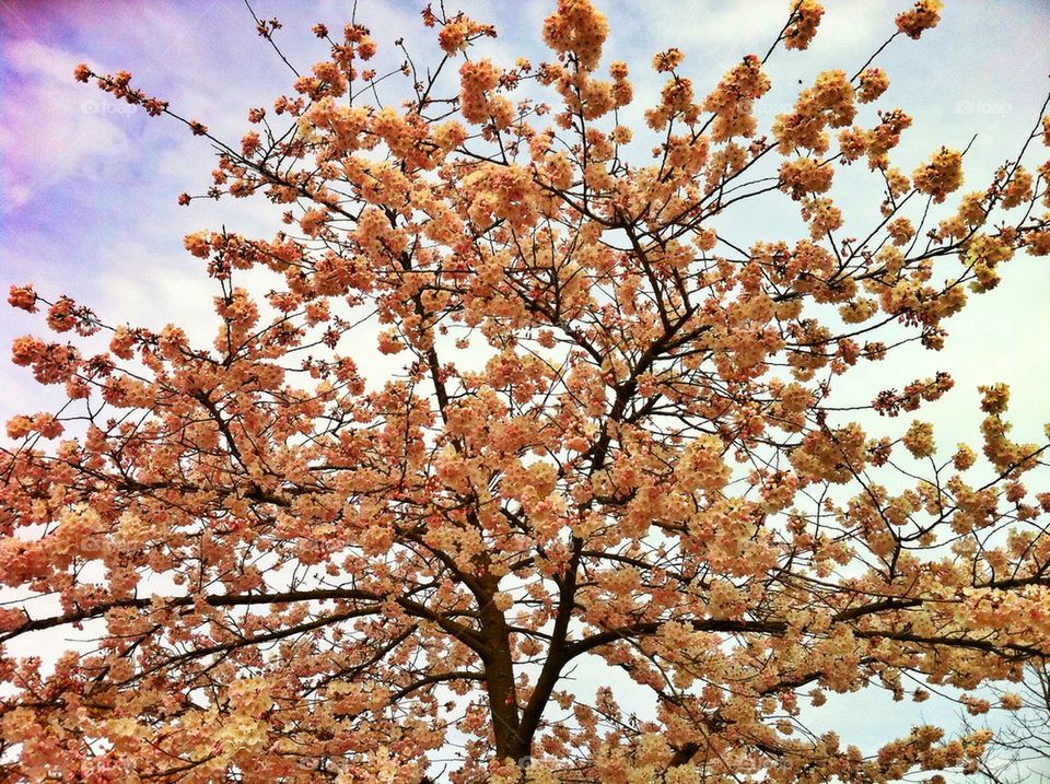 Cherry Blossom Tree