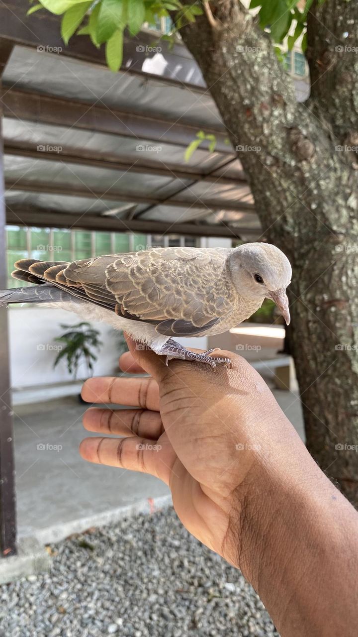 Urban bird rescue 