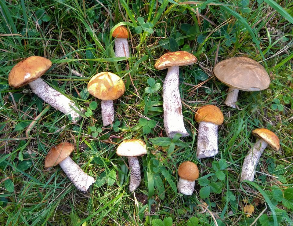 orange cap boletus mushroom on a green grass in the forest top view background