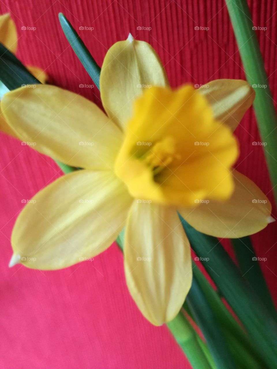 Yellow narcissus on a red carpet