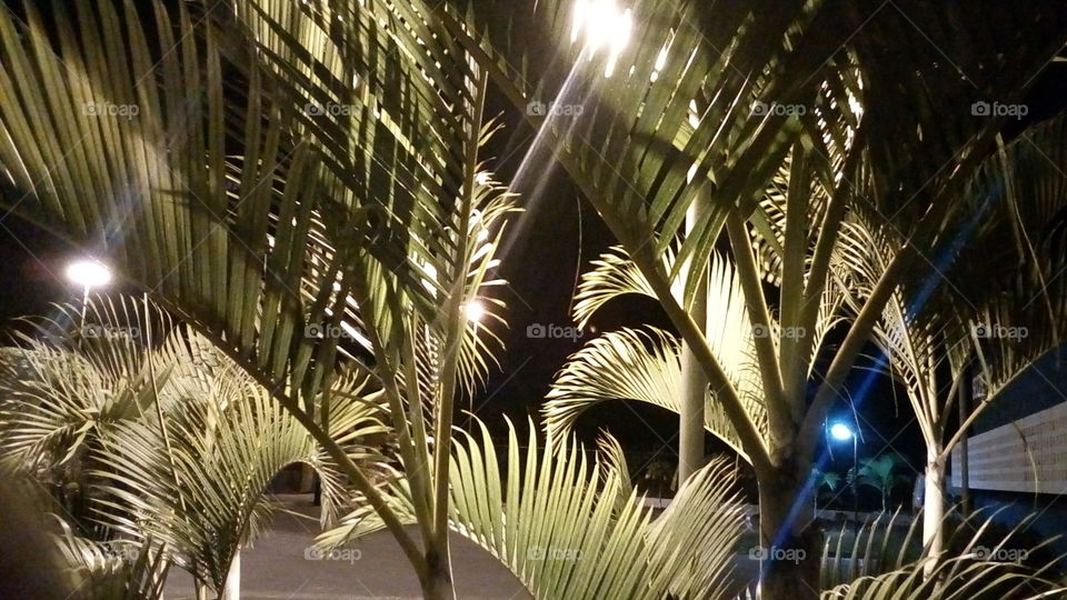 luz noturna sobre a palmeira